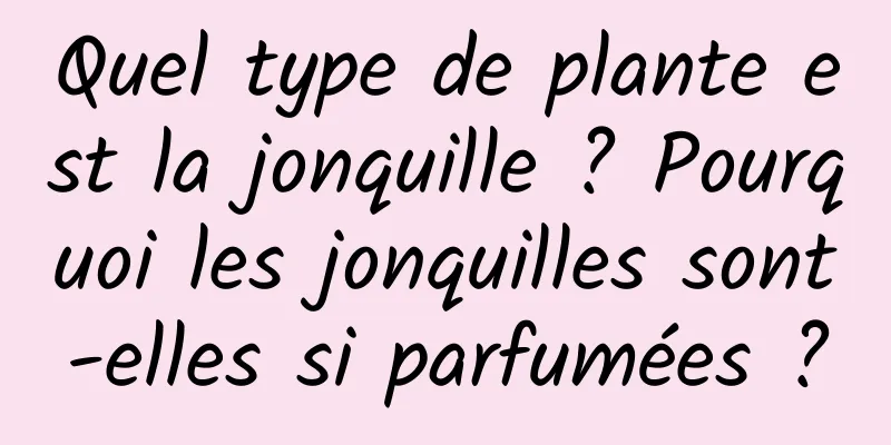 Quel type de plante est la jonquille ? Pourquoi les jonquilles sont-elles si parfumées ?