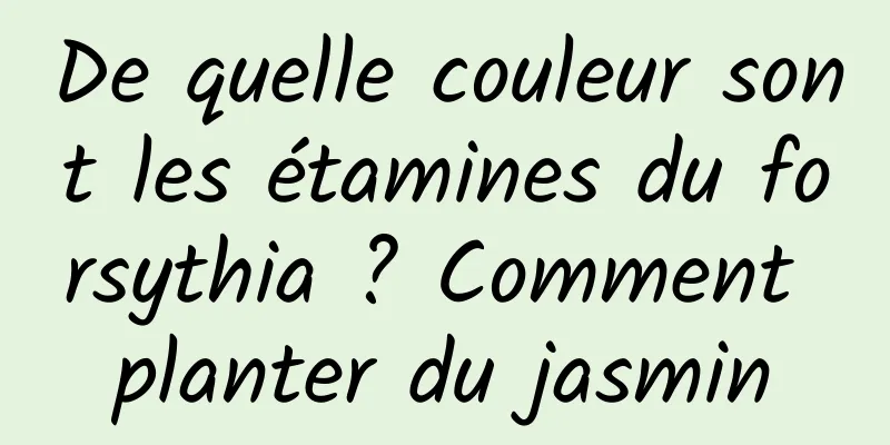 De quelle couleur sont les étamines du forsythia ? Comment planter du jasmin