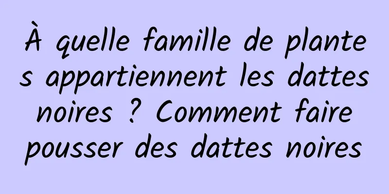 À quelle famille de plantes appartiennent les dattes noires ? Comment faire pousser des dattes noires