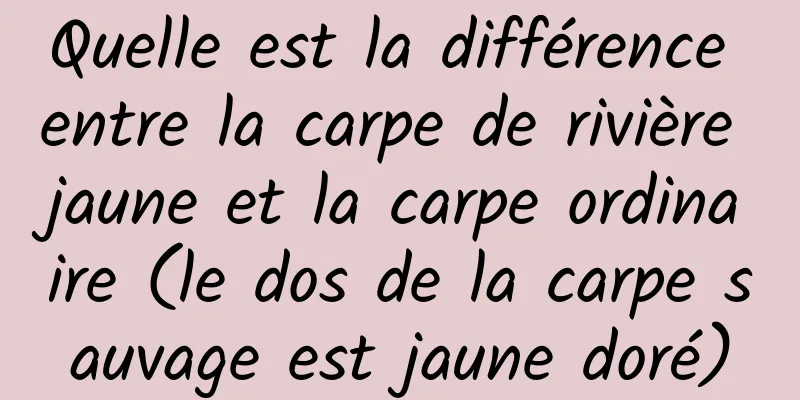 Quelle est la différence entre la carpe de rivière jaune et la carpe ordinaire (le dos de la carpe sauvage est jaune doré)