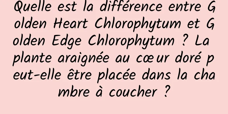 Quelle est la différence entre Golden Heart Chlorophytum et Golden Edge Chlorophytum ? La plante araignée au cœur doré peut-elle être placée dans la chambre à coucher ?
