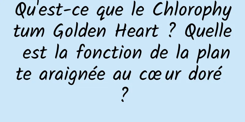 Qu'est-ce que le Chlorophytum Golden Heart ? Quelle est la fonction de la plante araignée au cœur doré ?