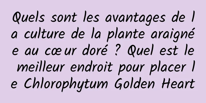 Quels sont les avantages de la culture de la plante araignée au cœur doré ? Quel est le meilleur endroit pour placer le Chlorophytum Golden Heart