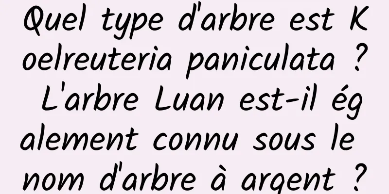 Quel type d'arbre est Koelreuteria paniculata ? L'arbre Luan est-il également connu sous le nom d'arbre à argent ?