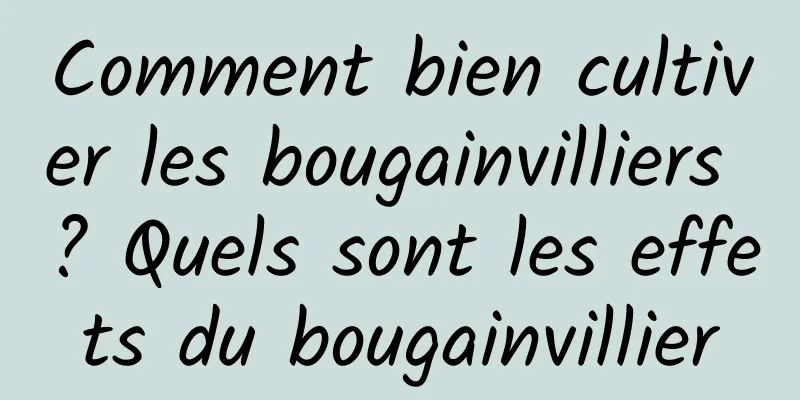 Comment bien cultiver les bougainvilliers ? Quels sont les effets du bougainvillier