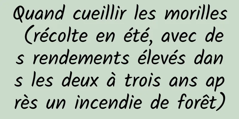 Quand cueillir les morilles (récolte en été, avec des rendements élevés dans les deux à trois ans après un incendie de forêt)