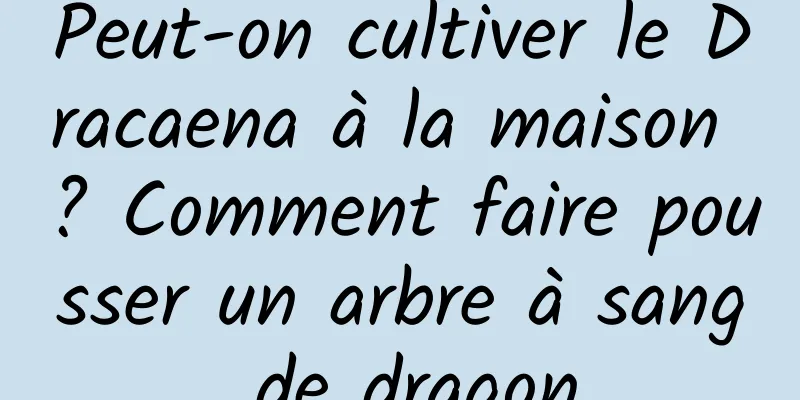 Peut-on cultiver le Dracaena à la maison ? Comment faire pousser un arbre à sang de dragon