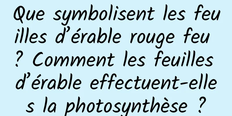 Que symbolisent les feuilles d’érable rouge feu ? Comment les feuilles d’érable effectuent-elles la photosynthèse ?