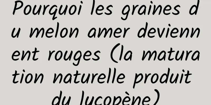 Pourquoi les graines du melon amer deviennent rouges (la maturation naturelle produit du lycopène)
