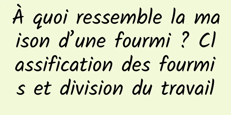 À quoi ressemble la maison d’une fourmi ? Classification des fourmis et division du travail