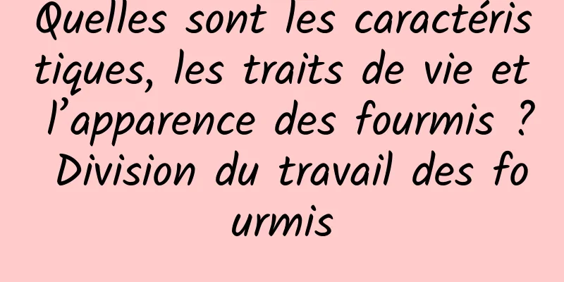 Quelles sont les caractéristiques, les traits de vie et l’apparence des fourmis ? Division du travail des fourmis