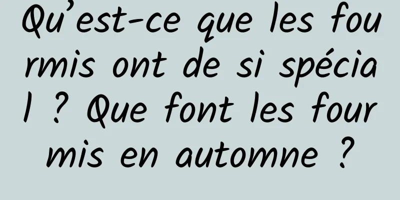 Qu’est-ce que les fourmis ont de si spécial ? Que font les fourmis en automne ?
