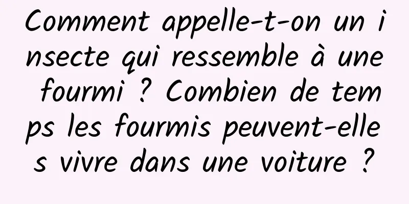 Comment appelle-t-on un insecte qui ressemble à une fourmi ? Combien de temps les fourmis peuvent-elles vivre dans une voiture ?