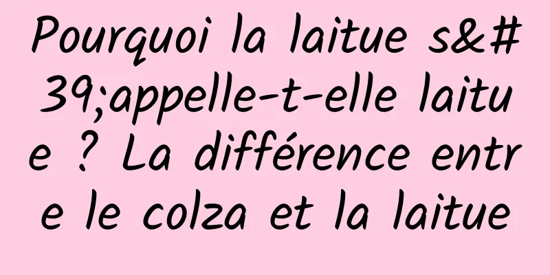 Pourquoi la laitue s'appelle-t-elle laitue ? La différence entre le colza et la laitue