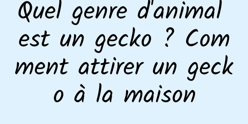 Quel genre d'animal est un gecko ? Comment attirer un gecko à la maison