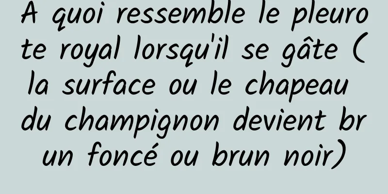 À quoi ressemble le pleurote royal lorsqu'il se gâte (la surface ou le chapeau du champignon devient brun foncé ou brun noir)