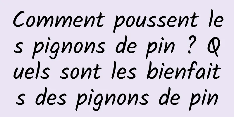 Comment poussent les pignons de pin ? Quels sont les bienfaits des pignons de pin