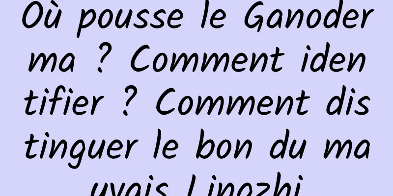 Où pousse le Ganoderma ? Comment identifier ? Comment distinguer le bon du mauvais Lingzhi