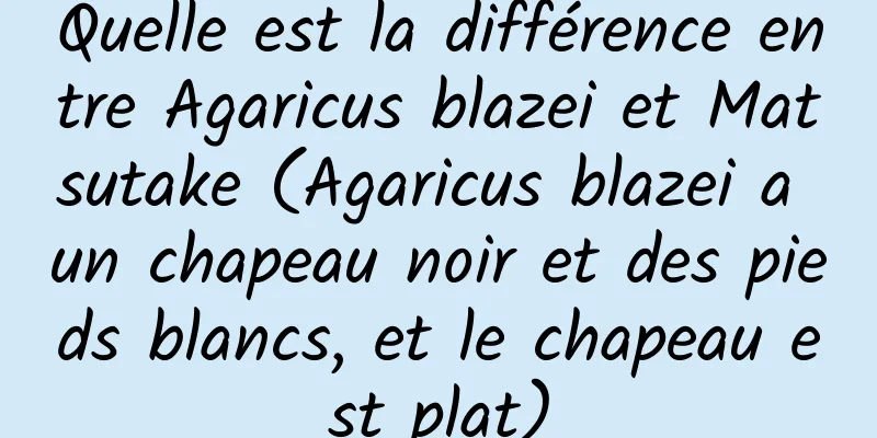 Quelle est la différence entre Agaricus blazei et Matsutake (Agaricus blazei a un chapeau noir et des pieds blancs, et le chapeau est plat)