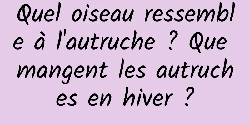 Quel oiseau ressemble à l'autruche ? Que mangent les autruches en hiver ?