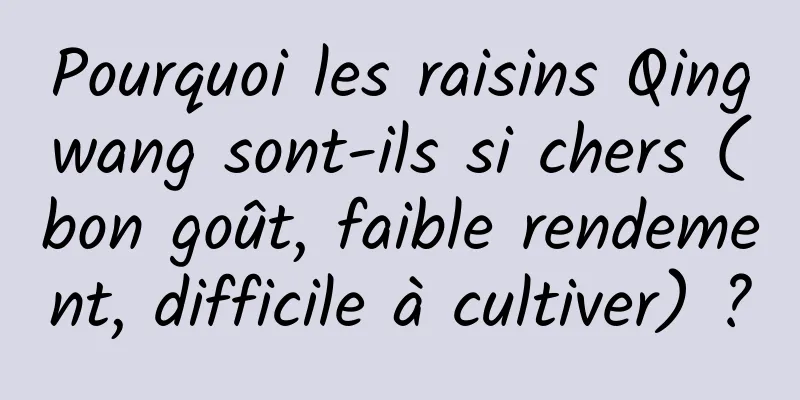 Pourquoi les raisins Qingwang sont-ils si chers (bon goût, faible rendement, difficile à cultiver) ?