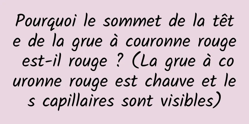 Pourquoi le sommet de la tête de la grue à couronne rouge est-il rouge ? (La grue à couronne rouge est chauve et les capillaires sont visibles)