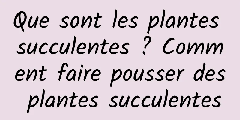 Que sont les plantes succulentes ? Comment faire pousser des plantes succulentes