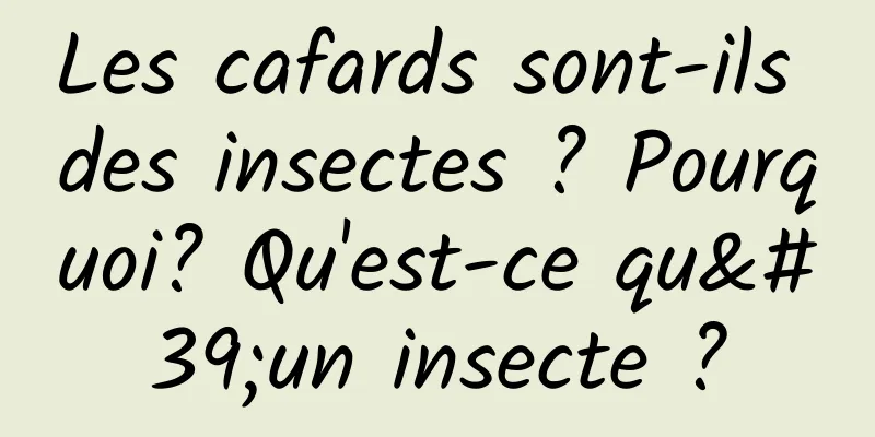 Les cafards sont-ils des insectes ? Pourquoi? Qu'est-ce qu'un insecte ?