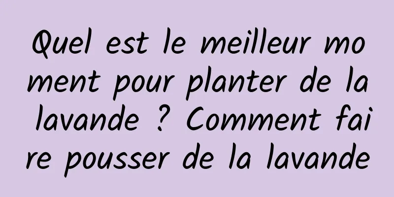 Quel est le meilleur moment pour planter de la lavande ? Comment faire pousser de la lavande