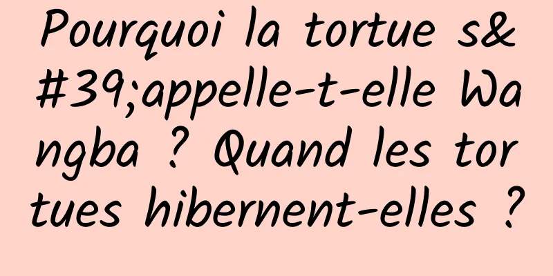 Pourquoi la tortue s'appelle-t-elle Wangba ? Quand les tortues hibernent-elles ?