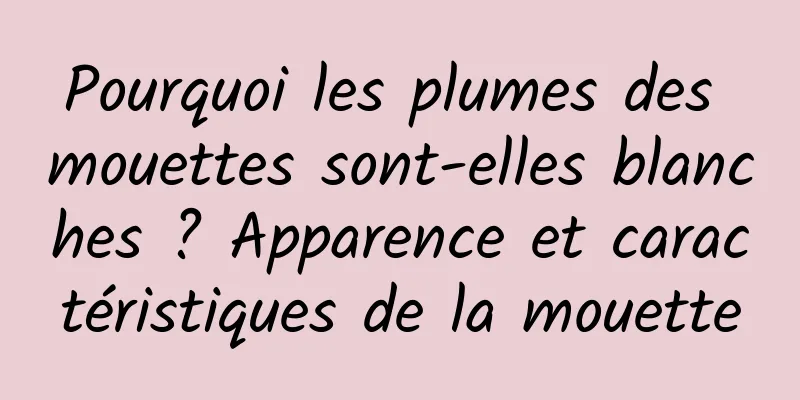 Pourquoi les plumes des mouettes sont-elles blanches ? Apparence et caractéristiques de la mouette