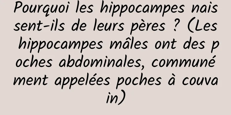 Pourquoi les hippocampes naissent-ils de leurs pères ? (Les hippocampes mâles ont des poches abdominales, communément appelées poches à couvain)