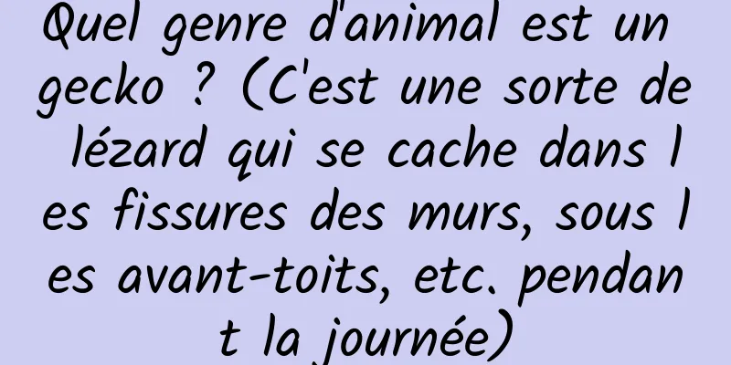 Quel genre d'animal est un gecko ? (C'est une sorte de lézard qui se cache dans les fissures des murs, sous les avant-toits, etc. pendant la journée)