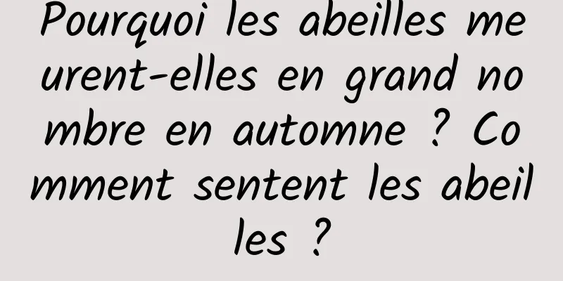 Pourquoi les abeilles meurent-elles en grand nombre en automne ? Comment sentent les abeilles ?