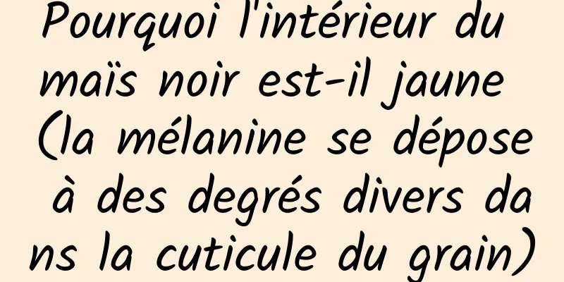 Pourquoi l'intérieur du maïs noir est-il jaune (la mélanine se dépose à des degrés divers dans la cuticule du grain)