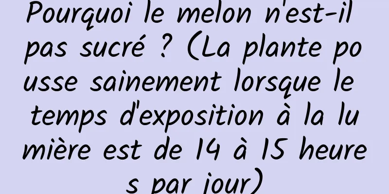Pourquoi le melon n'est-il pas sucré ? (La plante pousse sainement lorsque le temps d'exposition à la lumière est de 14 à 15 heures par jour)