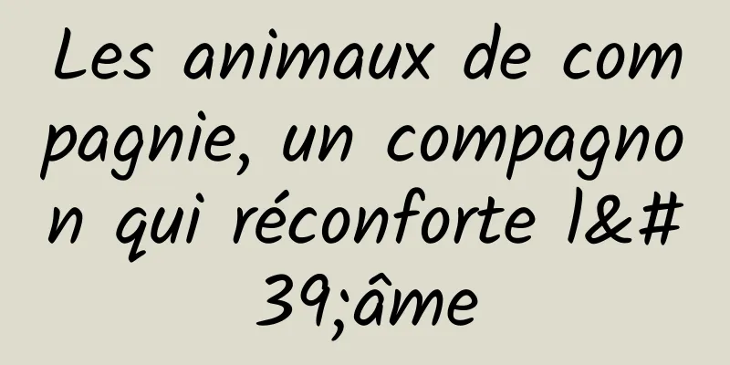 Les animaux de compagnie, un compagnon qui réconforte l'âme