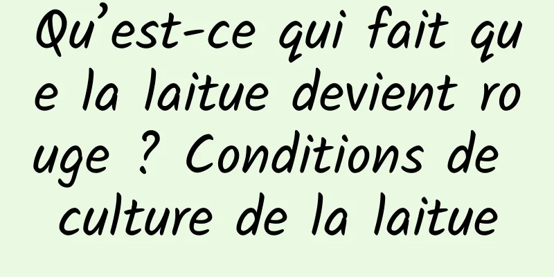 Qu’est-ce qui fait que la laitue devient rouge ? Conditions de culture de la laitue