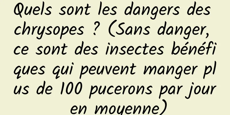 Quels sont les dangers des chrysopes ? (Sans danger, ce sont des insectes bénéfiques qui peuvent manger plus de 100 pucerons par jour en moyenne)