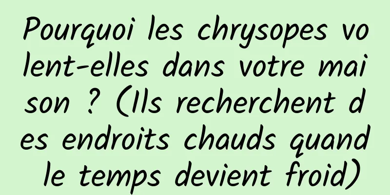 Pourquoi les chrysopes volent-elles dans votre maison ? (Ils recherchent des endroits chauds quand le temps devient froid)