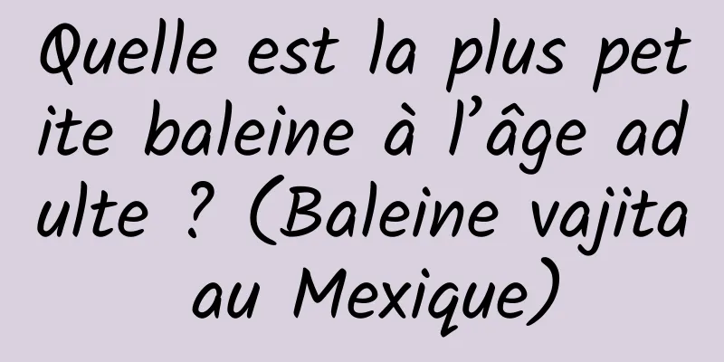 Quelle est la plus petite baleine à l’âge adulte ? (Baleine vajita au Mexique)