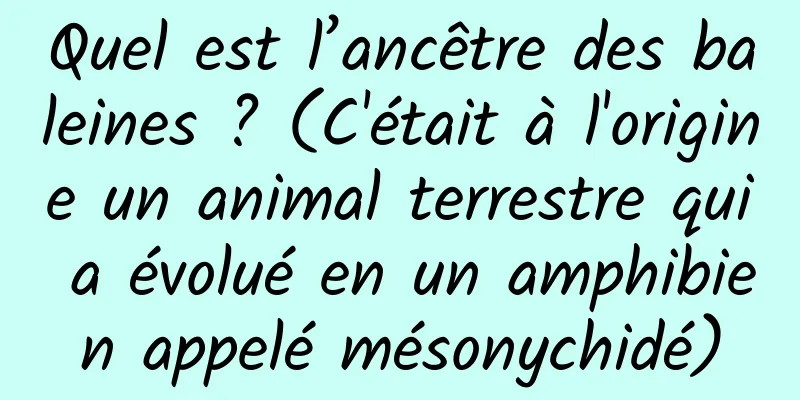 Quel est l’ancêtre des baleines ? (C'était à l'origine un animal terrestre qui a évolué en un amphibien appelé mésonychidé)