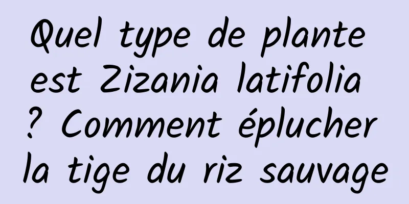 Quel type de plante est Zizania latifolia ? Comment éplucher la tige du riz sauvage