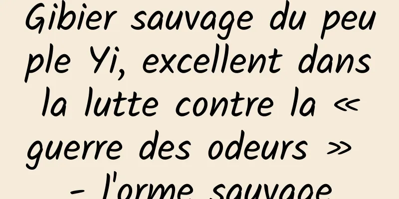 Gibier sauvage du peuple Yi, excellent dans la lutte contre la « guerre des odeurs » - l'orme sauvage