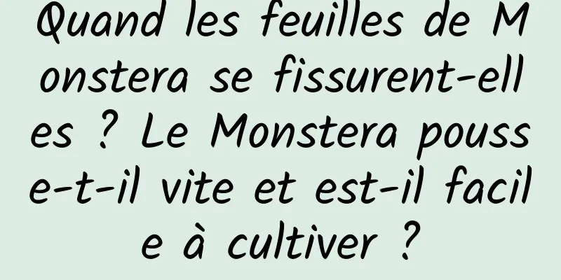 Quand les feuilles de Monstera se fissurent-elles ? Le Monstera pousse-t-il vite et est-il facile à cultiver ?