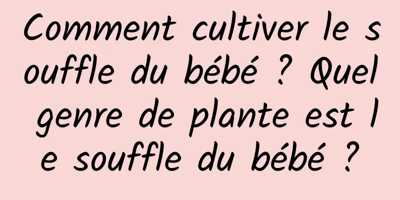 Comment cultiver le souffle du bébé ? Quel genre de plante est le souffle du bébé ?