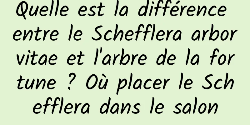 Quelle est la différence entre le Schefflera arborvitae et l'arbre de la fortune ? Où placer le Schefflera dans le salon