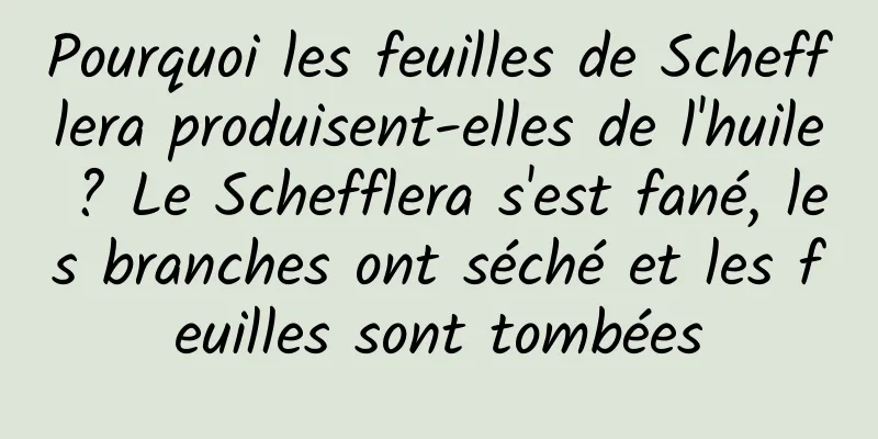 Pourquoi les feuilles de Schefflera produisent-elles de l'huile ? Le Schefflera s'est fané, les branches ont séché et les feuilles sont tombées
