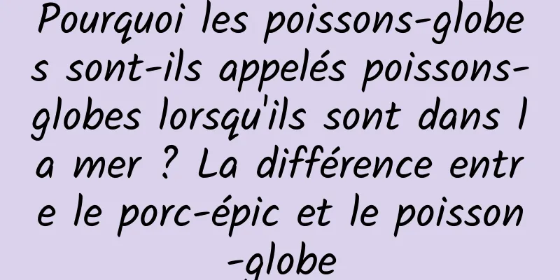 Pourquoi les poissons-globes sont-ils appelés poissons-globes lorsqu'ils sont dans la mer ? La différence entre le porc-épic et le poisson-globe