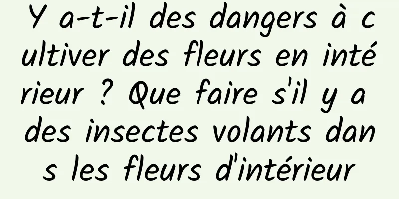 Y a-t-il des dangers à cultiver des fleurs en intérieur ? Que faire s'il y a des insectes volants dans les fleurs d'intérieur